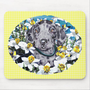 Great dane Valp i Daffodils Merle Musmatta