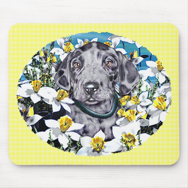 Great dane Valp i Daffodils Merle Musmatta (Framsidan)