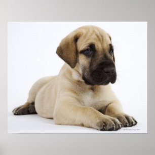 Great dane-valp Ljugande i Studio Poster