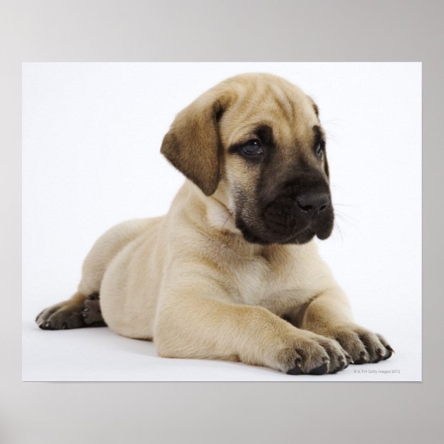 Great dane-valp Ljugande i Studio Poster (Framsidan)