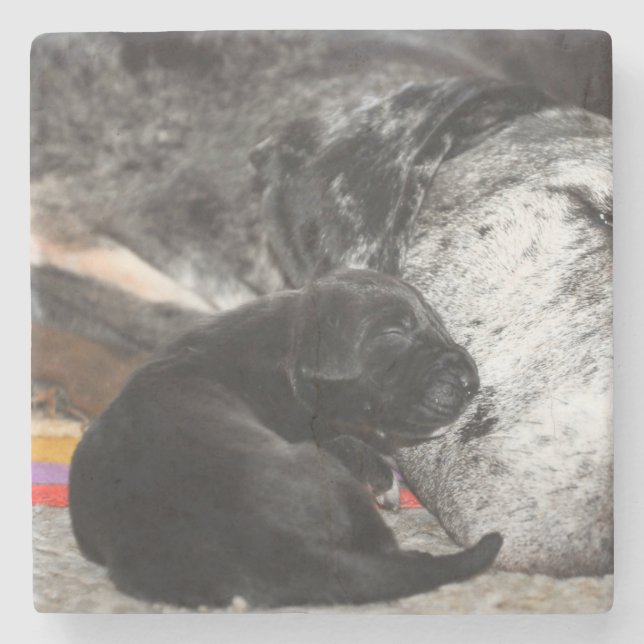 Great Dane-valp Marmorunderlägg med fyrkantiga bil Stenunderlägg (Framsidan)