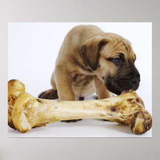 Great dane-valp med ben i studio poster