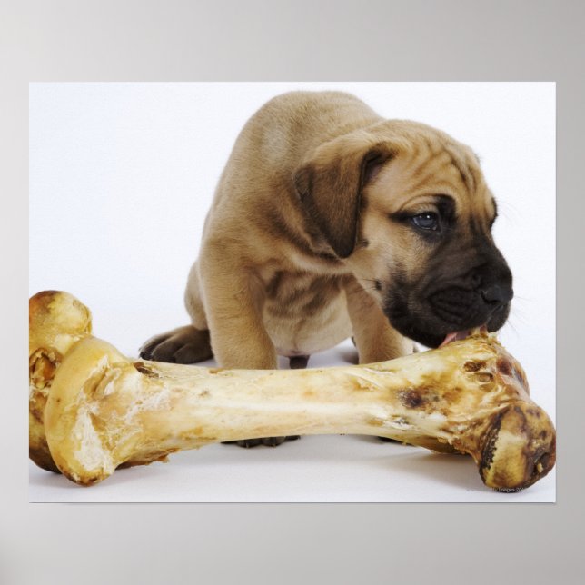 Great dane-valp med ben i studio poster (Framsidan)