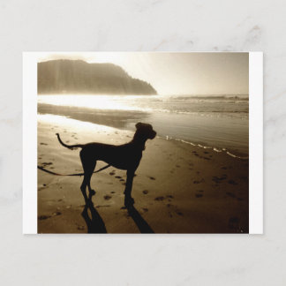 Great Dane-valp Solnedgång Vykort