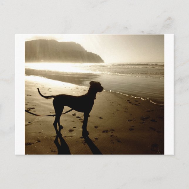 Great Dane-valp Solnedgång Vykort (Framsida)