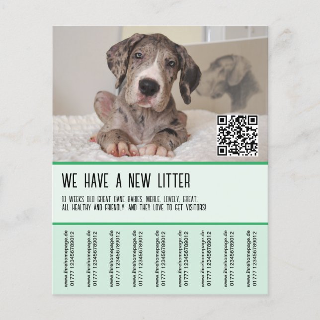 Great dane-valpar för försäljning flygblad (Framsidan)