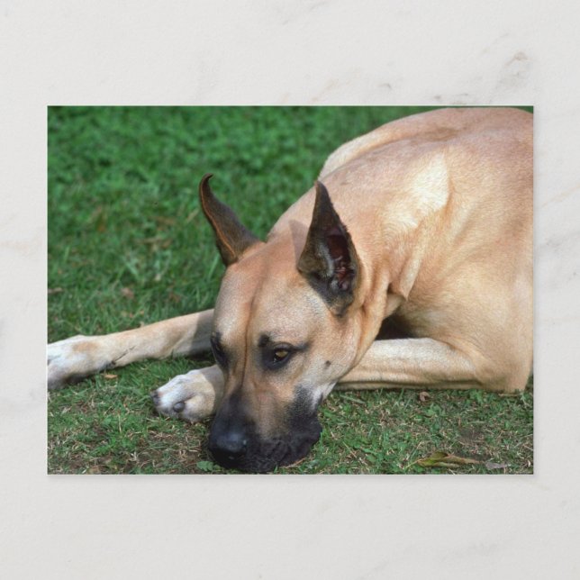 great dane vilande vykort (Framsida)