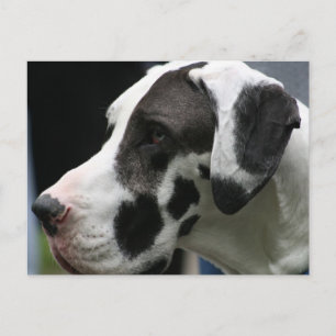 Great dane vykort
