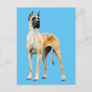 great dane vykort