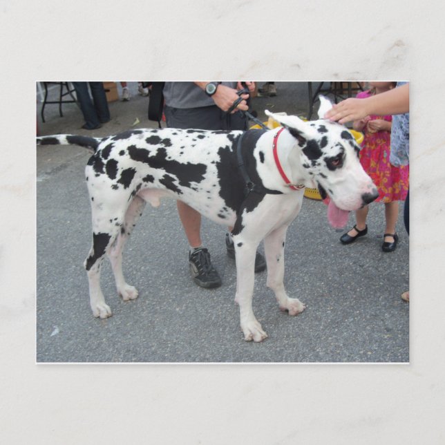 great dane vykort (Framsida)