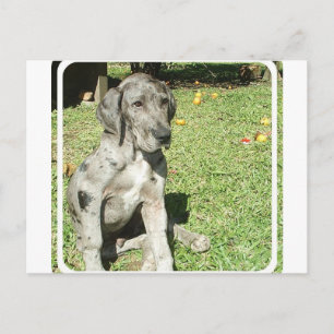 great dane vykort