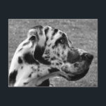 GREAT DANE VYKORT<br><div class="desc">En vacker svart och vit design av en hund i Great dane. England UK.</div>