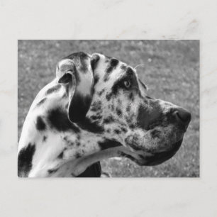 GREAT DANE VYKORT