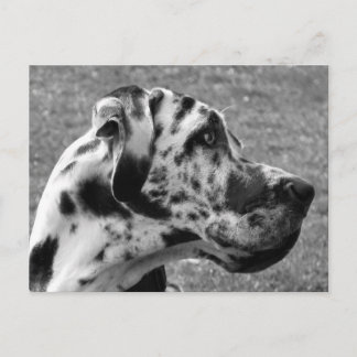 GREAT DANE VYKORT