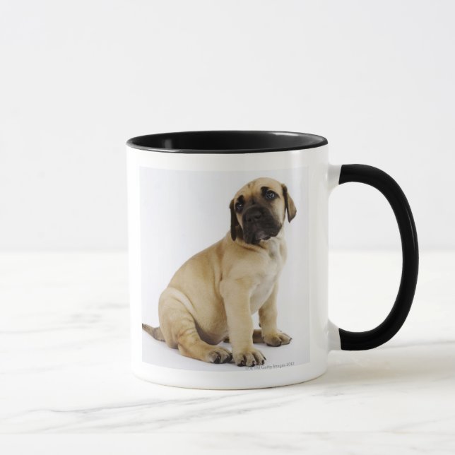 Great danevalpsitta i studio mugg (Höger)
