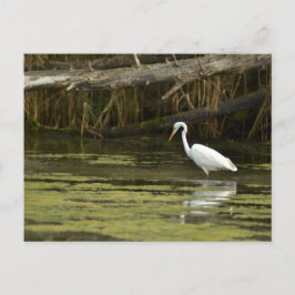 Great Egret bird in the water Vykort