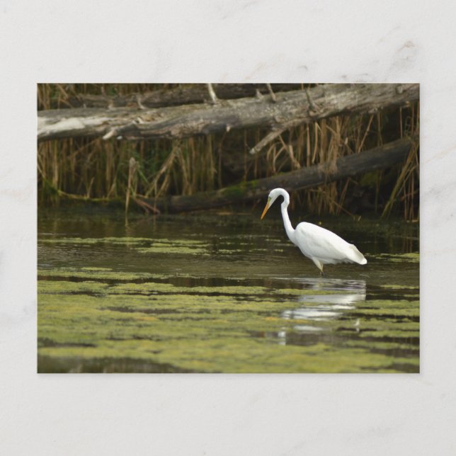 Great Egret bird in the water Vykort (Framsida)