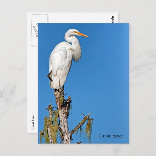 Great Egret Wildlife Series # 22 Vykort (Fram/baksida)
