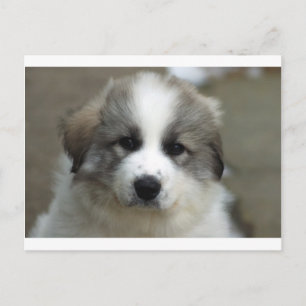 Great Pyrenees-valp Vykort