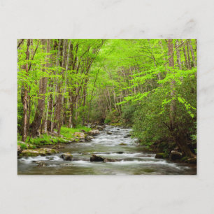 Great Smoky Mountains National Park North Carolina Vykort