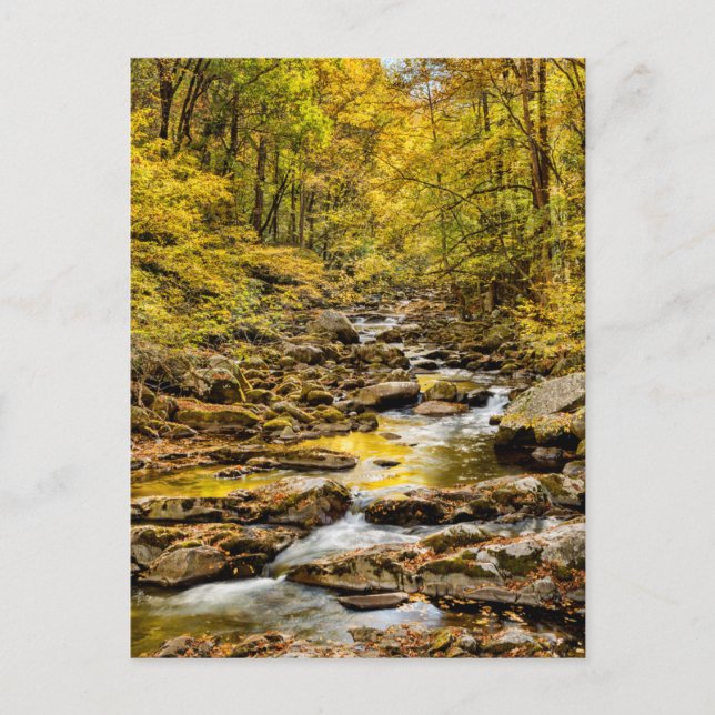 Great Smoky Mountains nationalpark. Big Creek Vykort (Framsida)