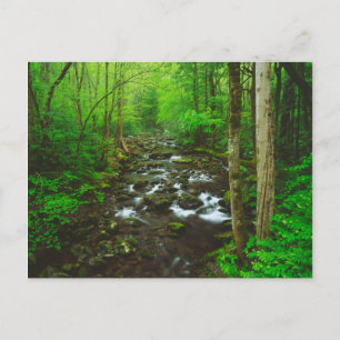 Great Smoky Mountains Vykort