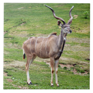 greater-kudu-4 kakelplatta
