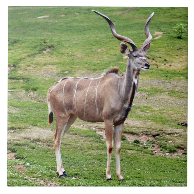 greater-kudu-4 kakelplatta (Framsidan)