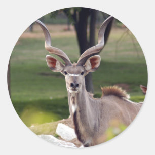 greater-kudu-9 runt klistermärke