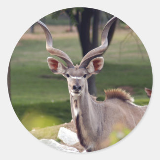 greater-kudu-9 runt klistermärke