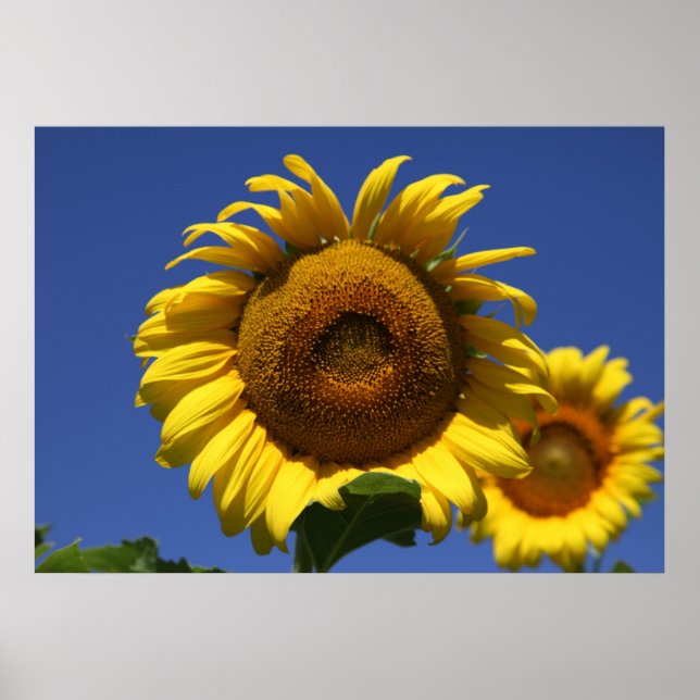 Grecian Fora Poster (Framsidan)