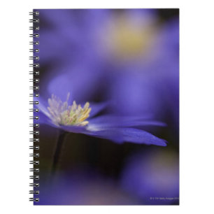 Grecian Windflower, resistent blåttblomma för Anteckningsbok