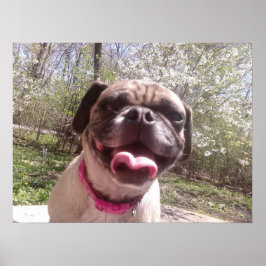 Greedos Mor Ken Gage Photography Hund Poster