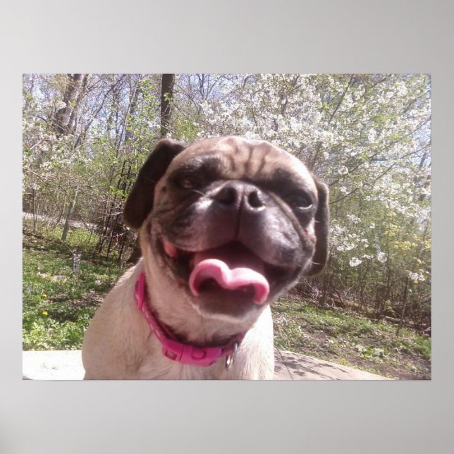 Greedos Mor Ken Gage Photography Hund Poster (Framsidan)