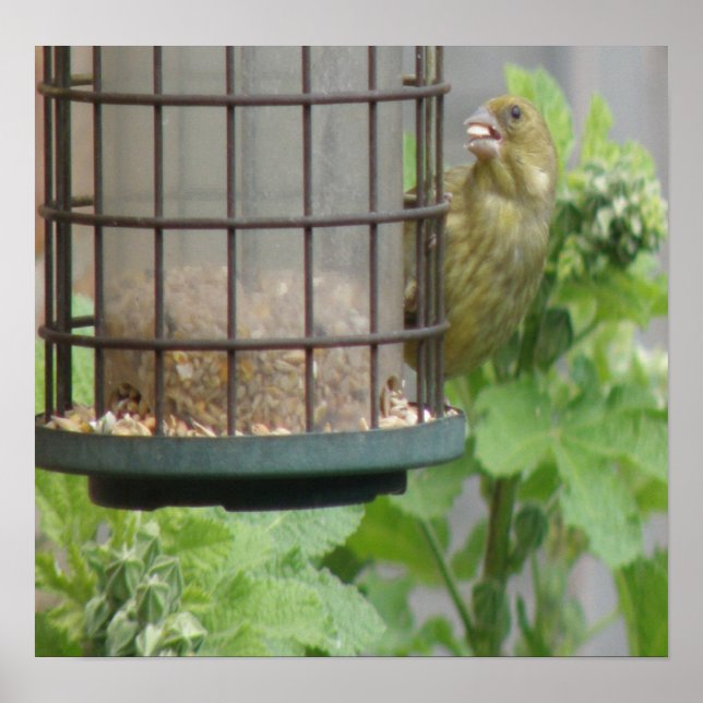 Greedy Greenfinch-utskrift Poster (Framsidan)