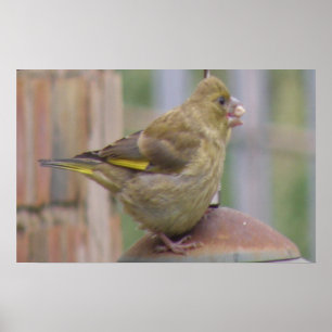 Greedy Greenfinch-utskrift Poster