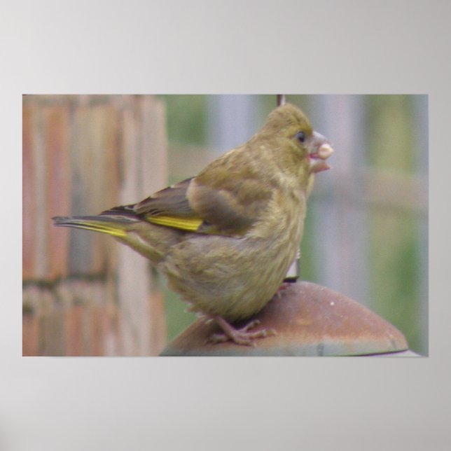 Greedy Greenfinch-utskrift Poster (Framsidan)
