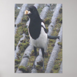 Greedy Magpie Skriv ut Poster