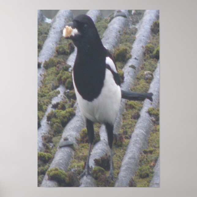 Greedy Magpie Skriv ut Poster (Framsidan)