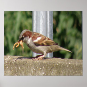 Greedy Sparrow med grubs galore Print Poster