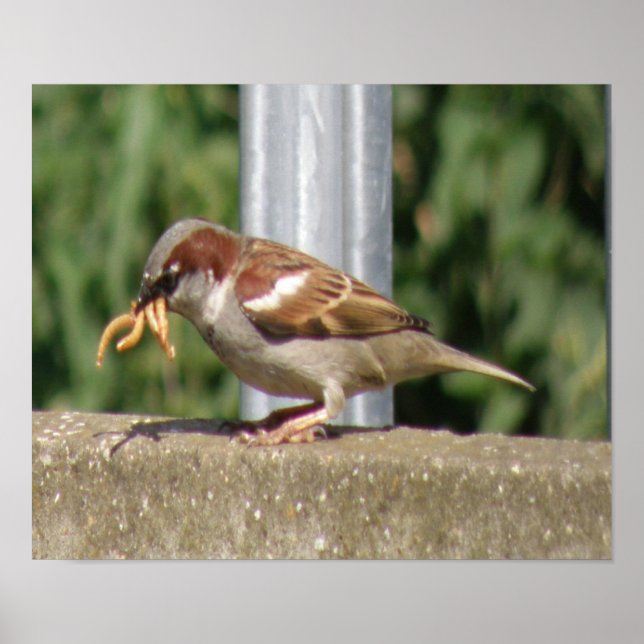 Greedy Sparrow med grubs galore Print Poster (Framsidan)