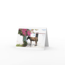 GreekIslandHouse.com åsnamaskot Opa!