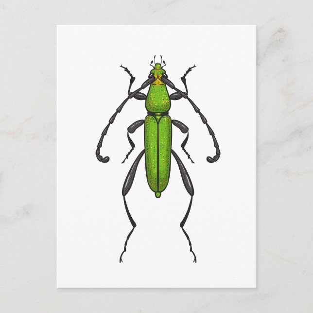 Green beetle vykort (Framsida)