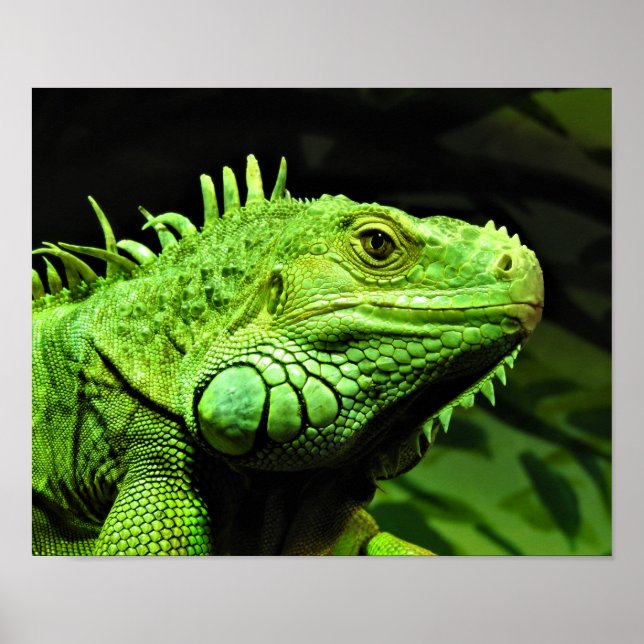 Green Iguana Poster (Framsidan)