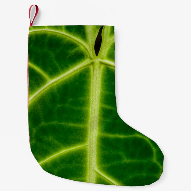 Green-leafed plant liten julstrumpa (Framsidan)