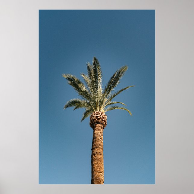 Green palm tree under blue sky in the morning poster (Framsidan)