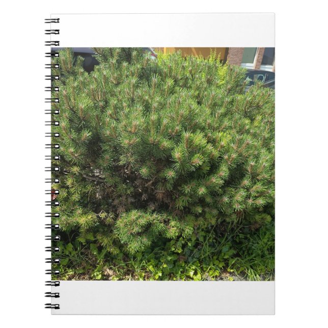 Green Pine Bush Nature Notebook Anteckningsbok (Framsidan)