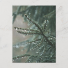 Green spruce tree close-up, Christmas aesthetic Helg Vykort