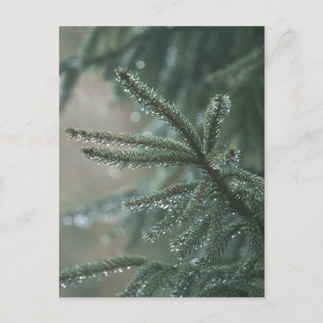 Green spruce tree close-up, Christmas aesthetic Helg Vykort (Framsida)