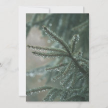 Green spruce tree close-up, Christmas aesthetic